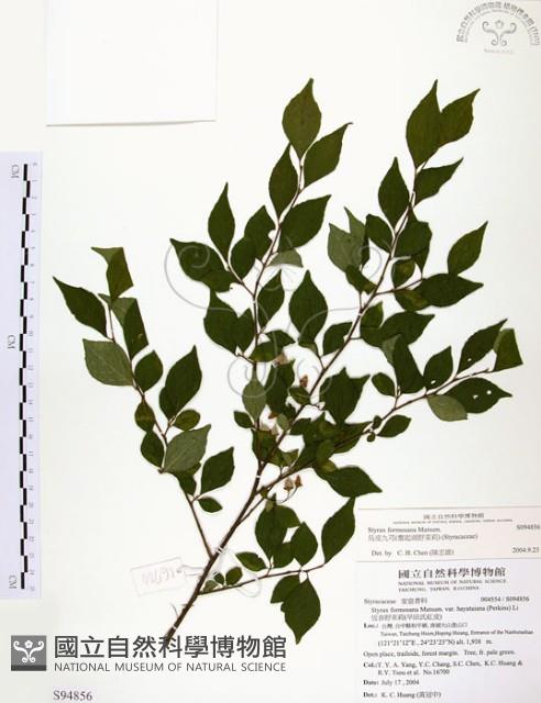 烏皮九芎、奮起湖野茉莉藏品圖，第1張
