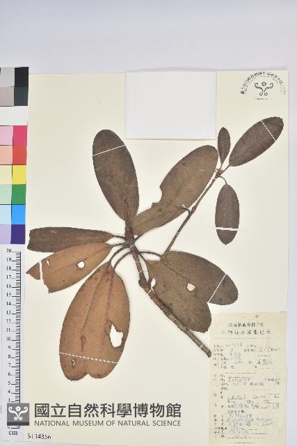 雲錦杜鵑藏品圖，第1張