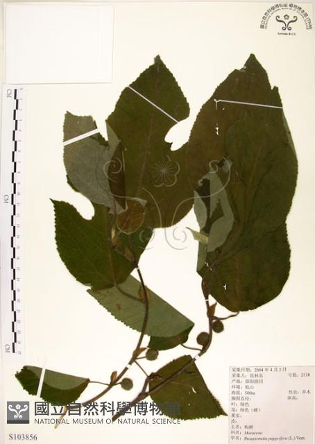 構樹藏品圖，第1張