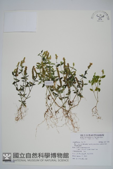 早田氏爵床藏品圖，第1張