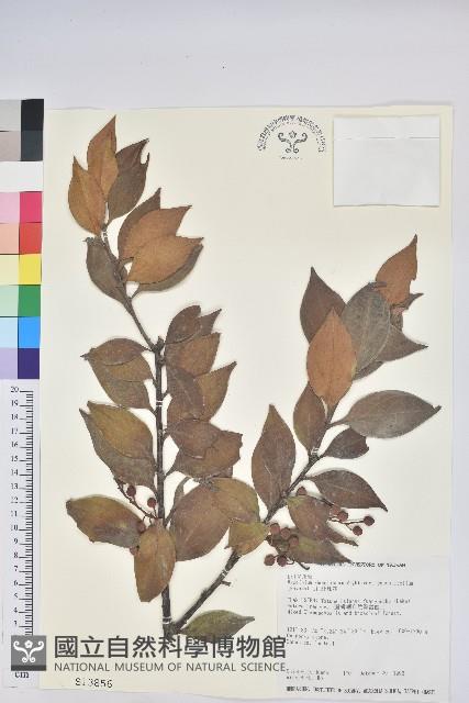 珍珠花、長尾葉越橘藏品圖，第1張