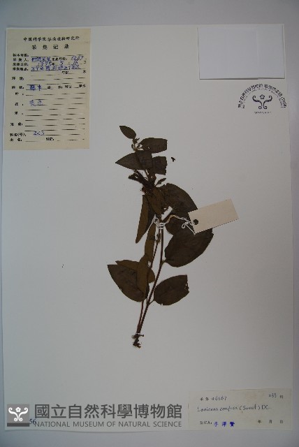 山銀花藏品圖，第1張
