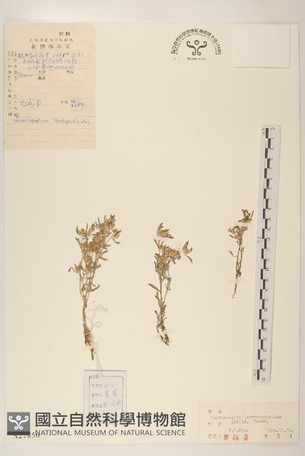 火絨草藏品圖，第1張