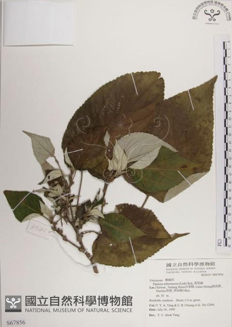 落尾麻藏品圖，第1張