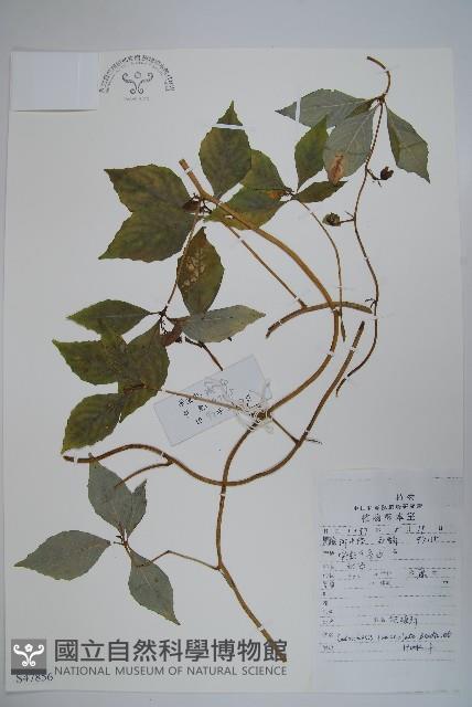 羊乳、四葉參藏品圖，第1張