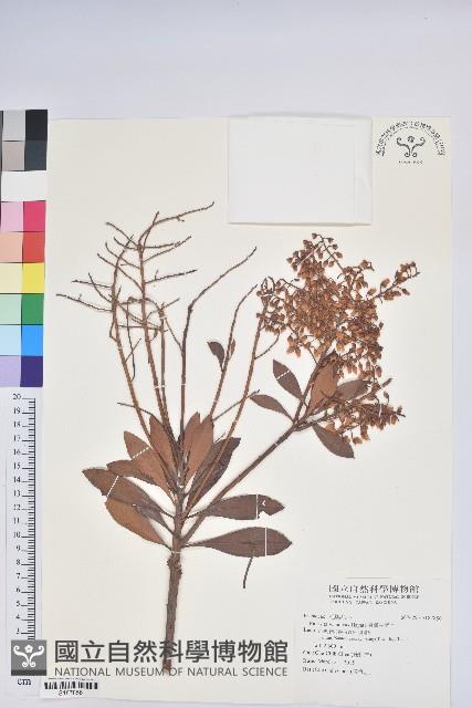 臺灣馬醉木藏品圖，第1張