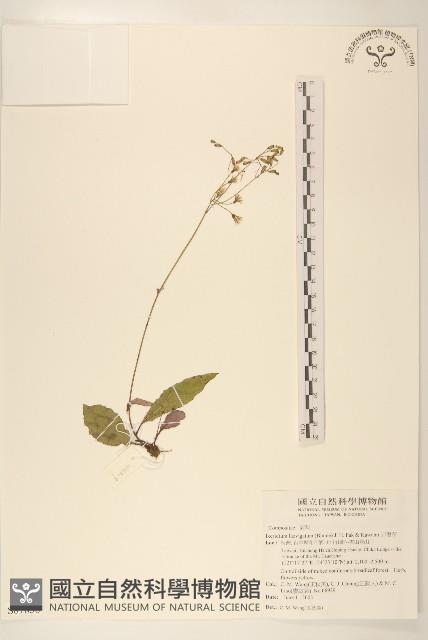 刀傷草藏品圖，第1張