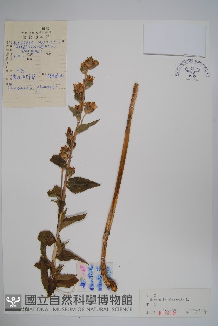 聚花風鈴草藏品圖，第1張