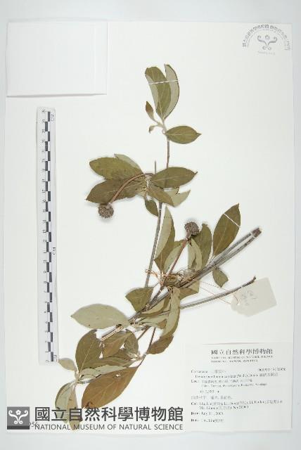 頭狀四照花藏品圖，第1張