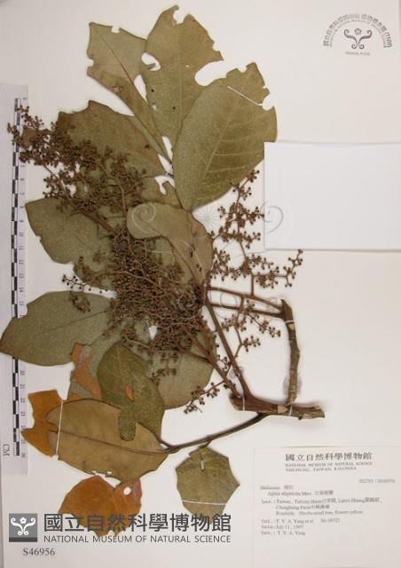 大葉樹蘭藏品圖，第1張