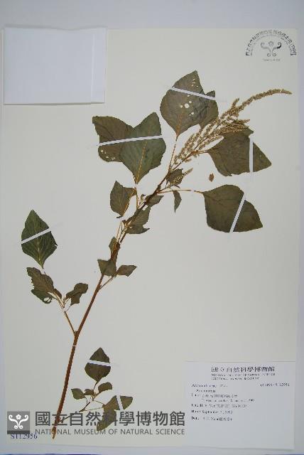 登錄號:S112956藏品圖，第1張