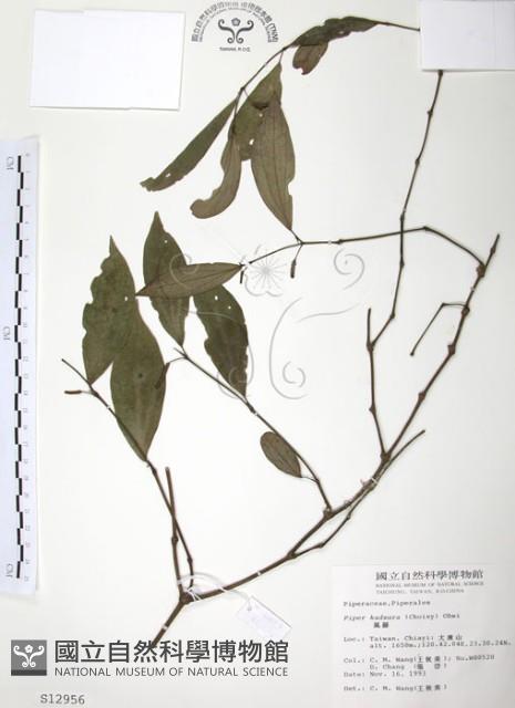 風藤藏品圖，第1張