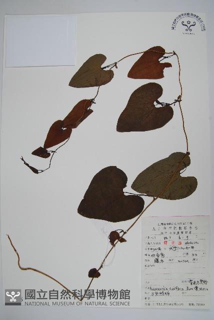 管花馬兜鈴藏品圖，第1張