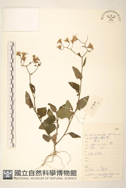 蔓黃菀藏品圖，第1張