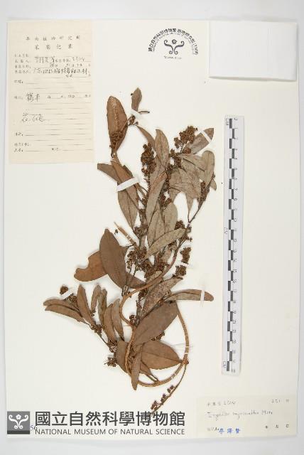 多花丁公藤藏品圖，第1張