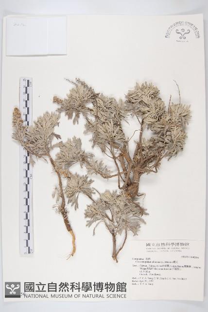 蘄艾、芙蓉菊藏品圖，第1張