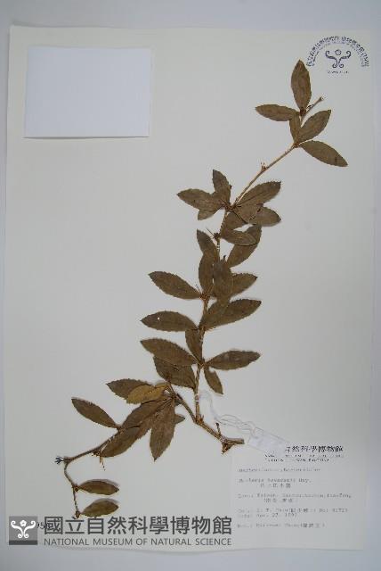 臺灣小蘗藏品圖，第1張