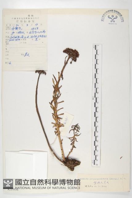 紫綠紅景天藏品圖，第1張