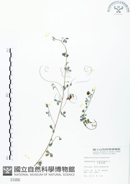 三葉木藍藏品圖，第1張