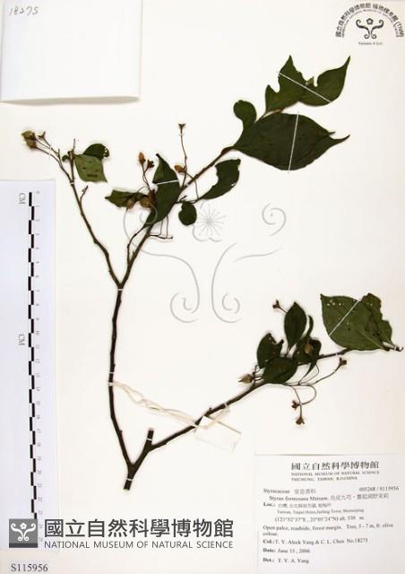 烏皮九芎、奮起湖野茉莉藏品圖，第1張