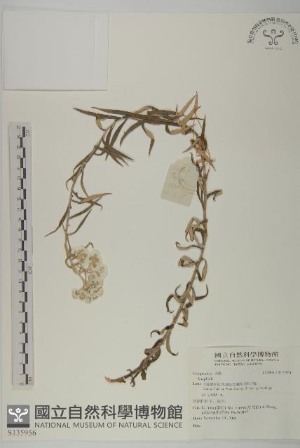 登錄號:S135956藏品圖，第1張