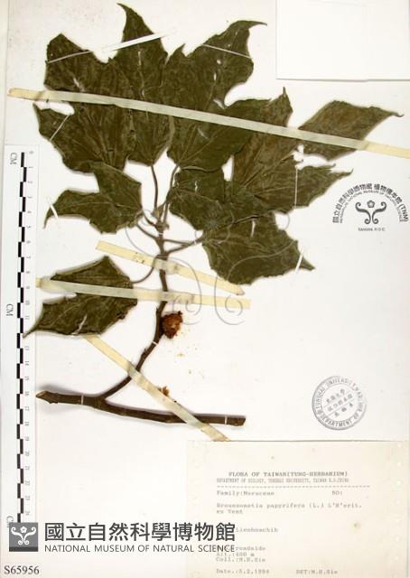 構樹藏品圖，第1張