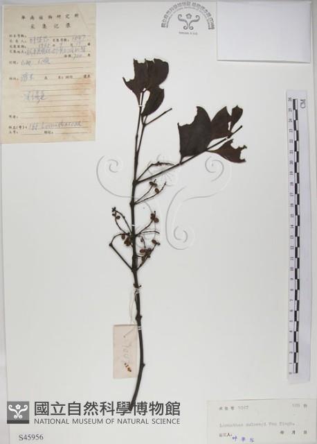 椆樹桑寄生, 大葉榿寄生藏品圖，第1張