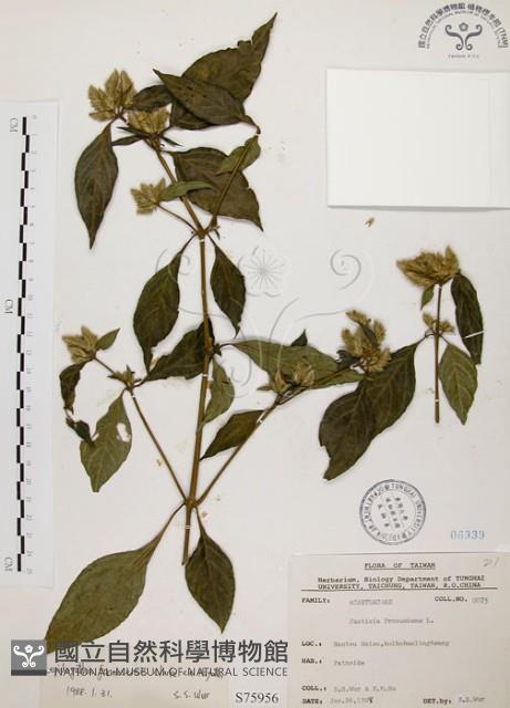 臺灣鱗球花藏品圖，第1張