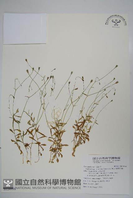 細葉蘭花參藏品圖，第1張
