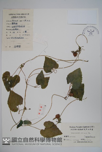 大花金錢豹藏品圖，第1張