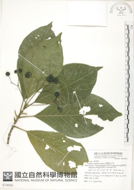 錫蘭玉心花藏品圖，第1張