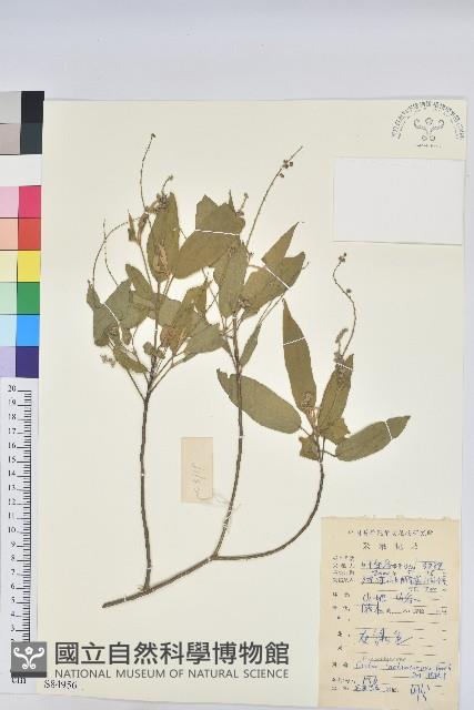 毛果巴豆藏品圖，第1張