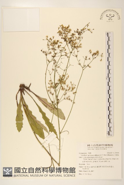 刀傷草藏品圖，第1張