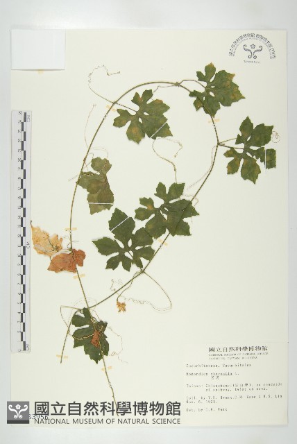 苦瓜藏品圖，第1張