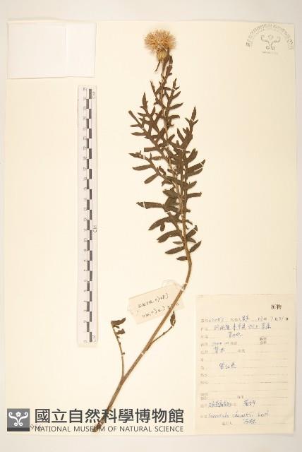 碗苞麻花頭藏品圖，第1張