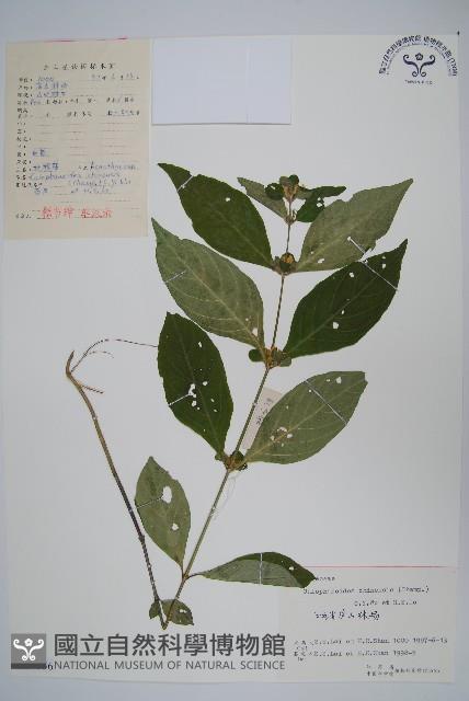 杜根藤藏品圖，第1張