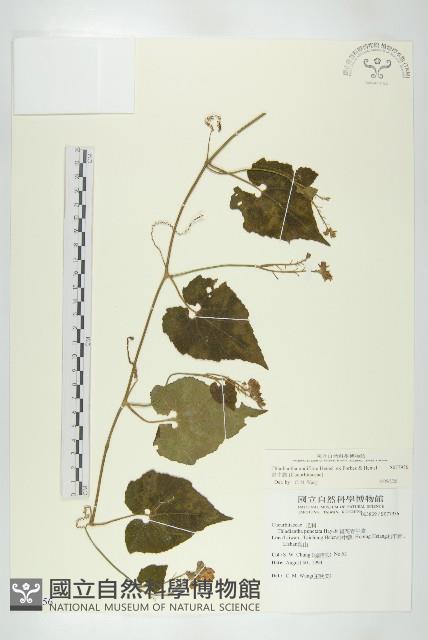 青牛膽藏品圖，第1張