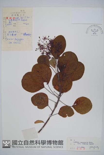 紅葉藏品圖，第1張