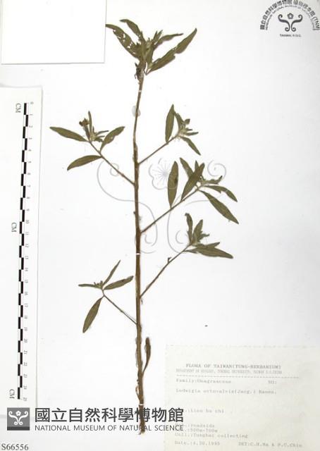 水丁香藏品圖，第1張