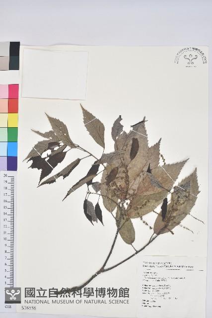 狹葉櫟藏品圖，第1張