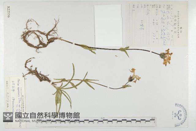 白花刺參藏品圖，第1張