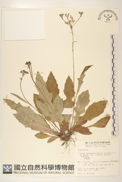 刀傷草藏品圖，第1張