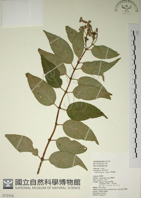 大葉溲疏藏品圖，第1張