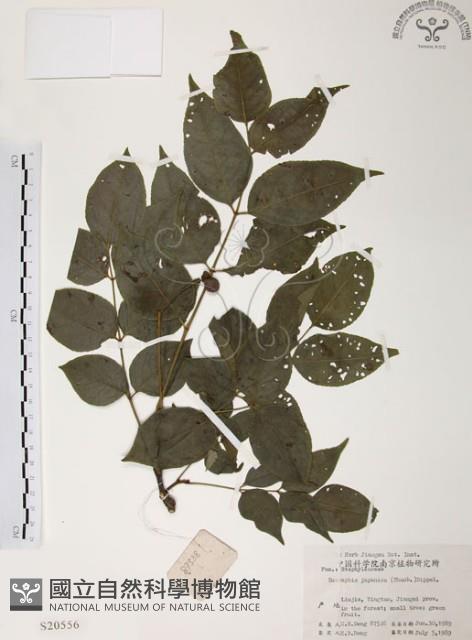 灰色木藍藏品圖，第1張