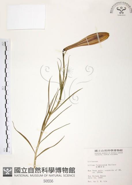 臺灣百合藏品圖，第1張