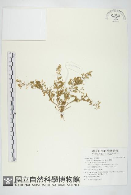 火焰草藏品圖，第1張