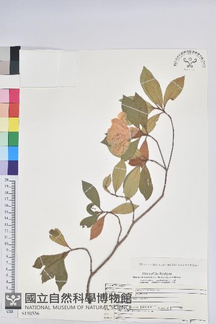 大武杜鵑藏品圖，第1張