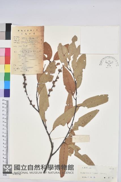 火燒柯、栲樹藏品圖，第1張