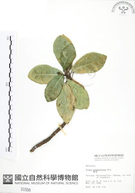 蔓榕藏品圖，第1張