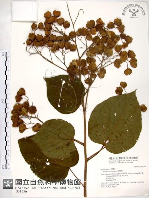 克蘭樹藏品圖，第1張